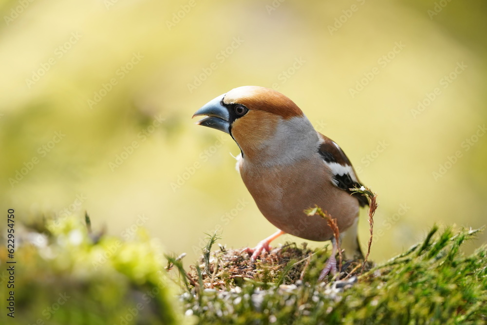 Closeup portrait of a hawfinch male. Coccothraustes coccothraustes. Closeup portrait of a hawfinch male. Coccothraustes coccothraustes.