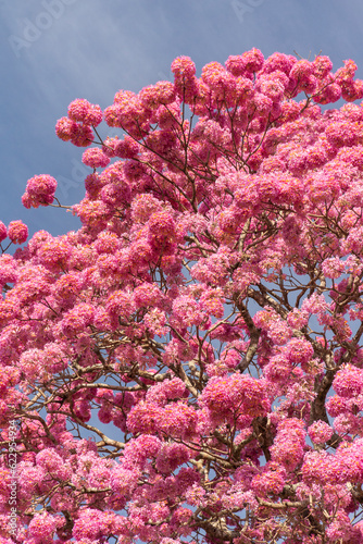 Beautiful view to pink trumpet trees flowering in the Pantanal