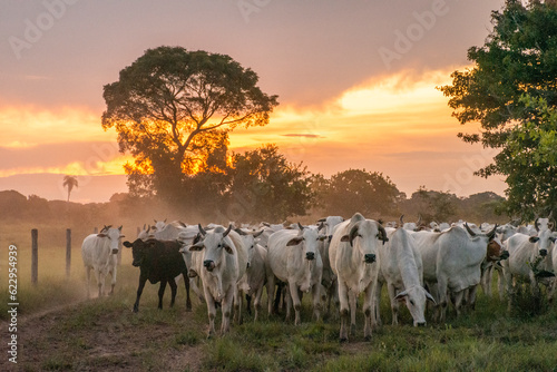 Cuadro en lienzo Beautiful view to cattle on open fields in the Brazilian Pantanal