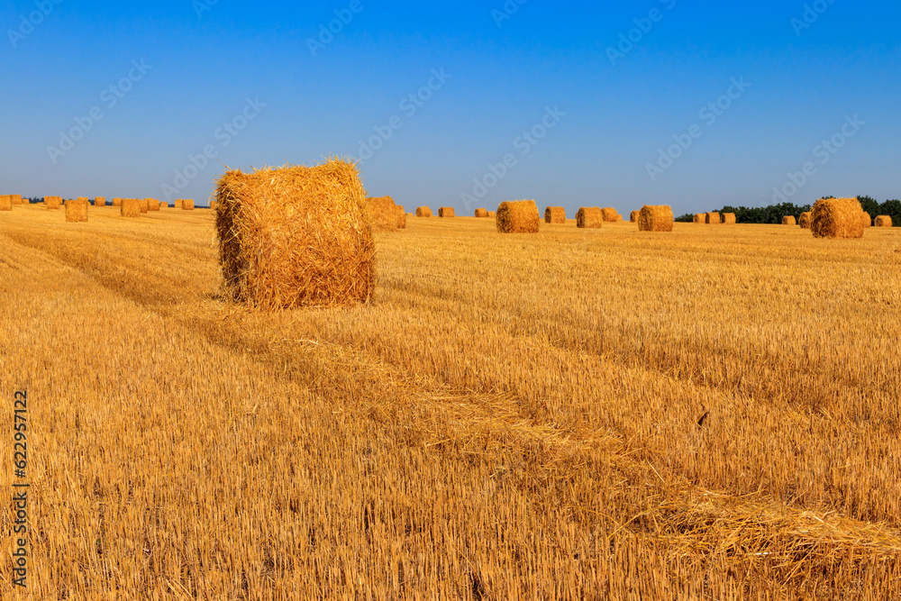Fototapeta premium Round straw bales on a field after the grain harvest