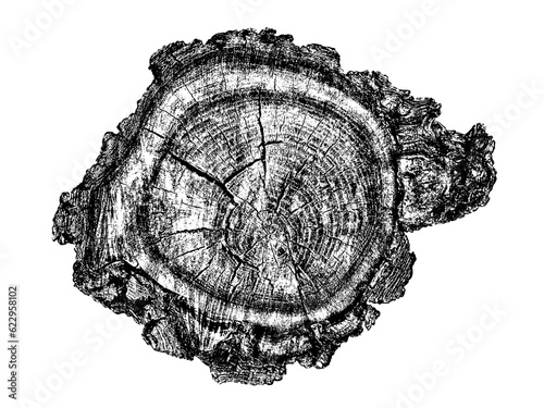 Wood texture cross section of tree rings. Cut slice of wooden stump isolated on white. Textured surface with rings and cracks. Black background made of hardwood from the forest. Vector illustration.