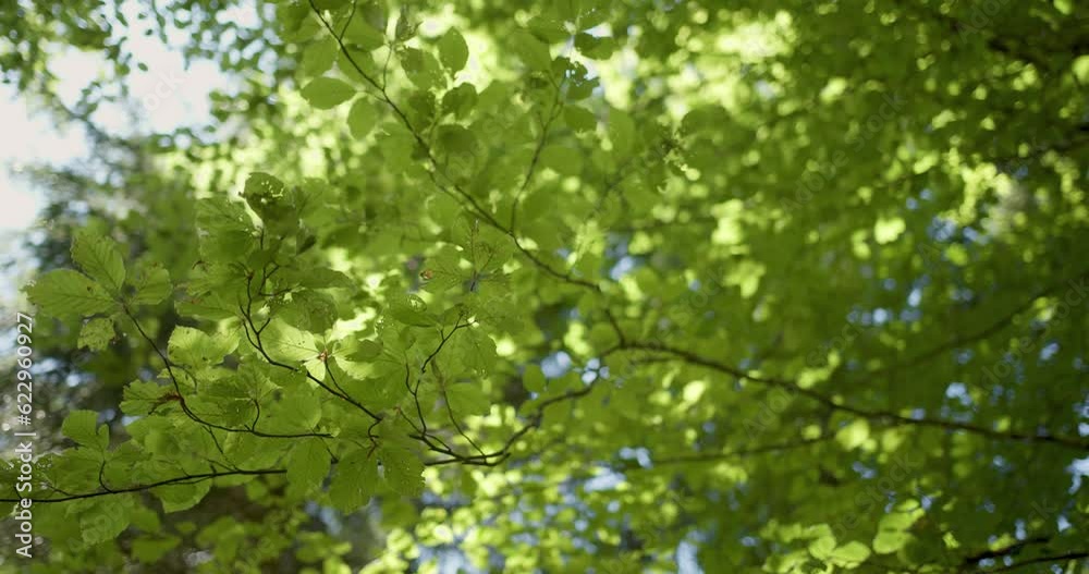 Green sunny beech tree leaves in gentle wind. Green sunny beech tree leaves in gentle wind.