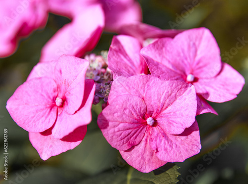 Foto Clusters of bright pink flowers burst forth under the warm sun, attracting bees and butterflies