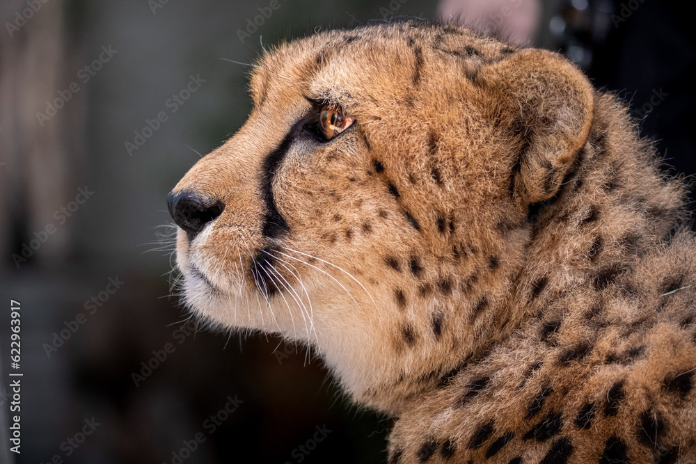portrait of cheetah portrait of cheetah