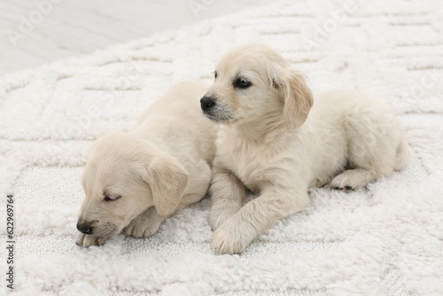 Fototapeta Naklejka Na Ścianę i Meble -  Cute little puppies lying on white carpet