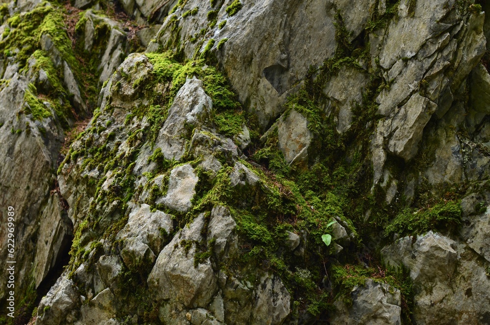 View of rock overgrown with green moss outdoors View of rock overgrown with green moss outdoors