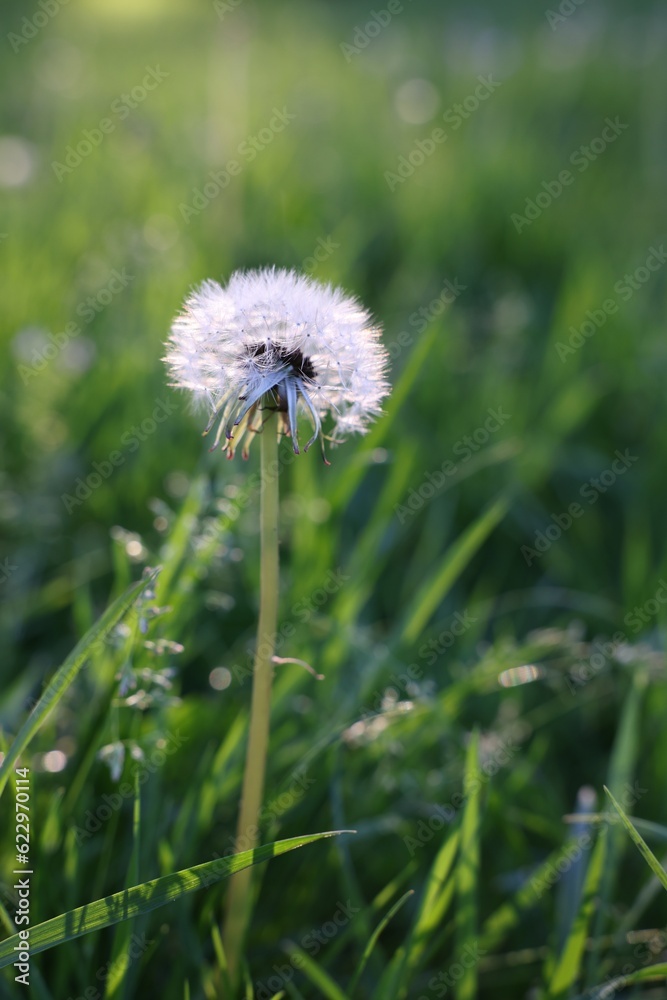 Beautiful dandelion in green grass outdoors, closeup Beautiful dandelion in green grass outdoors, closeup