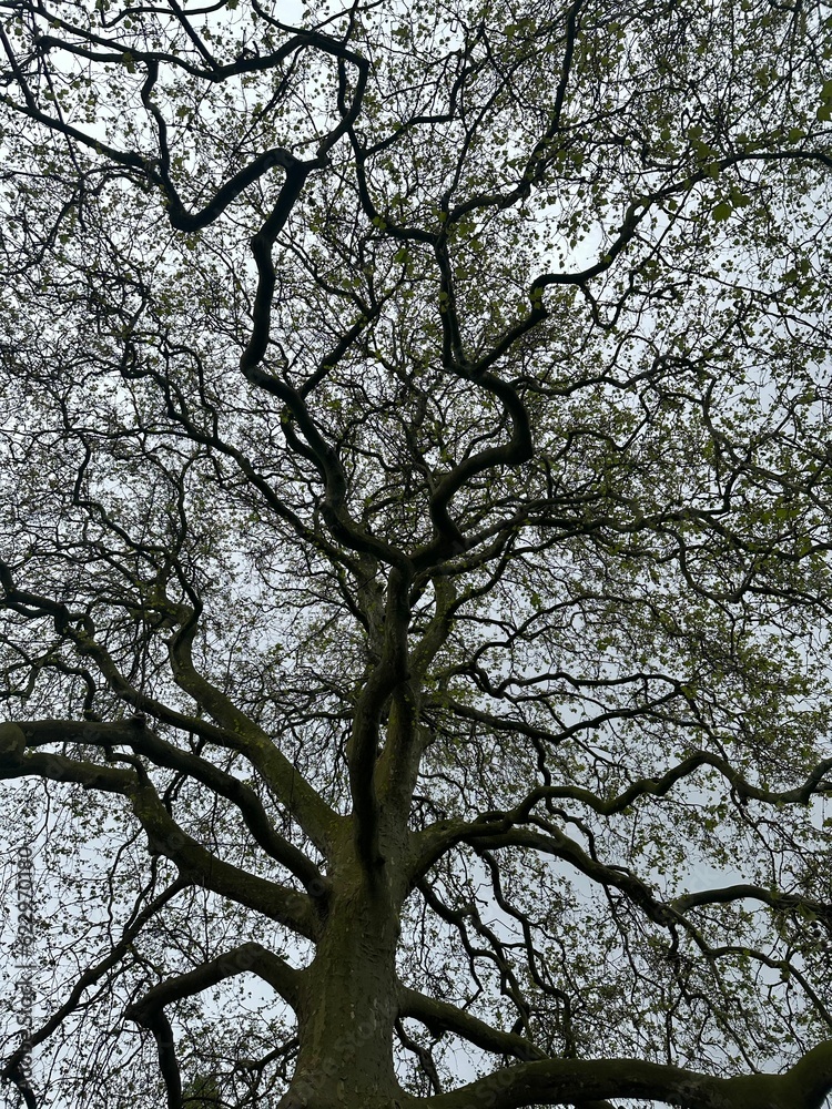Beautiful tree growing outdoors, low angle view Beautiful tree growing outdoors, low angle view