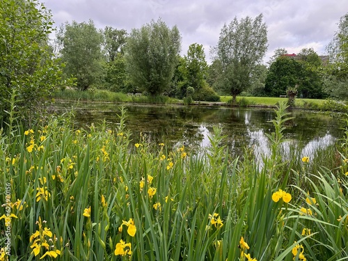 Picturesque view of trees and yellow iris flowers growing near lake outdoors