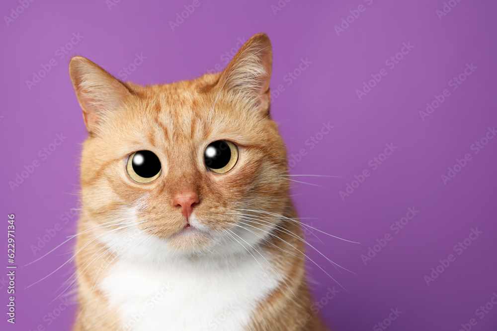 Funny pet. Cute cat with big eyes on purple background, space for text