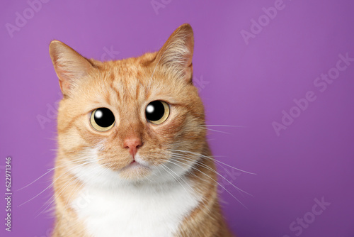Funny pet. Cute cat with big eyes on purple background, space for text