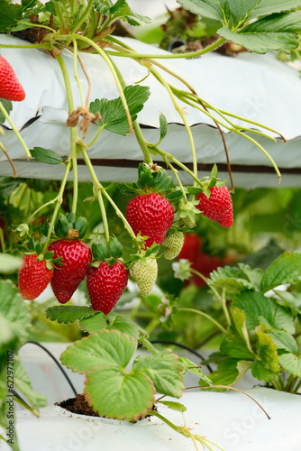 close up of fresh strawberries fruits attached to the plants in the farm