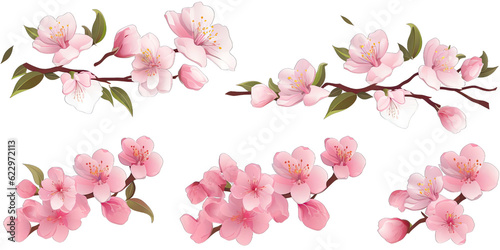 Cherry blossom flowers and branches set 3