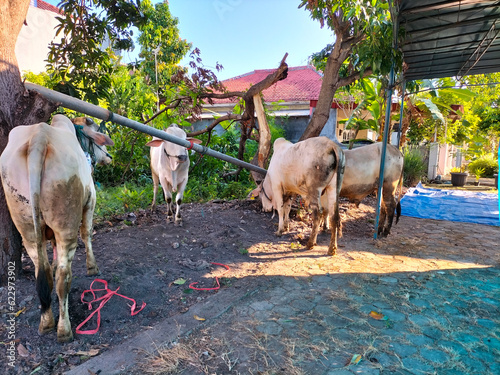 Selective focus. Ongole Crossbred cattle or Javanese Cow or White Cow or sapi peranakan ongole (PO) or Bos taurus is the largest cattle in Indonesia in traditional farm, Indonesia. 
 photo