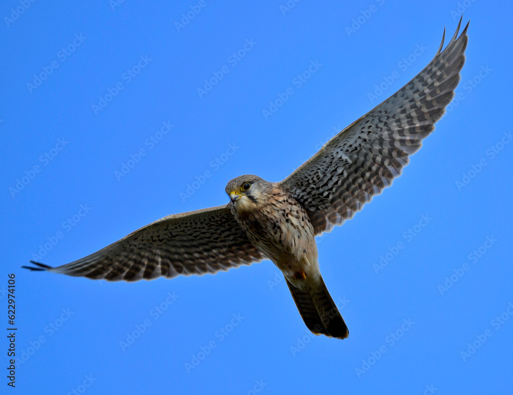 Fototapeta premium Common kestrel // Turmfalke (Falco tinnunculus)