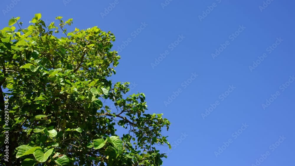 treefoliagewithwind treefoliagewithwind