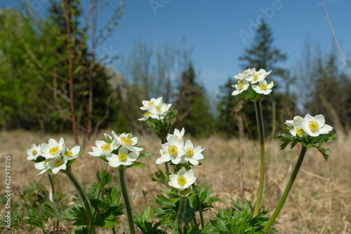 Anémone pátens. Anemone, dream grass. Close-up, macro. There is a blue sky in the background. Summer.