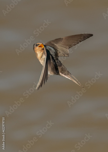 Welcome Swallow in flight with beak open