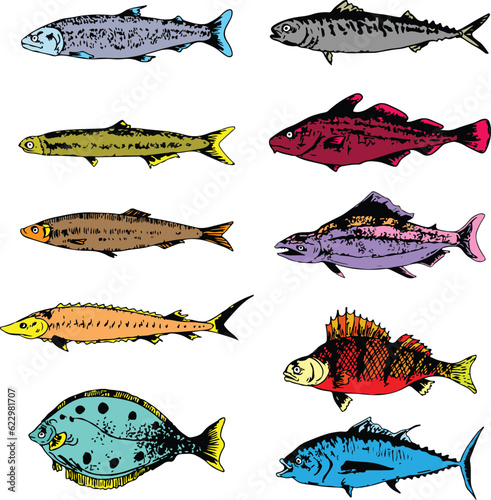 set pack of colored fish collection vector illustration isolated in white background