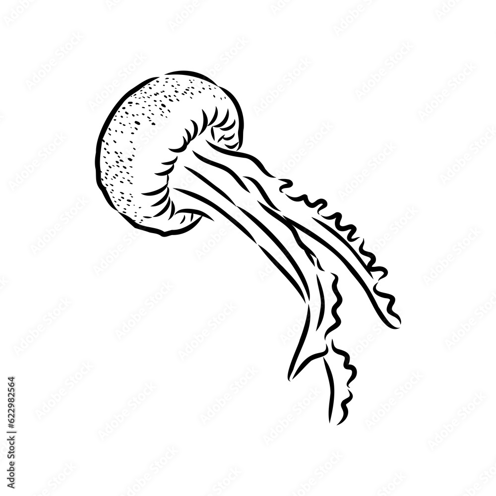 Ocean jellyfish. Design set. Art detailed editable illustration. Vector