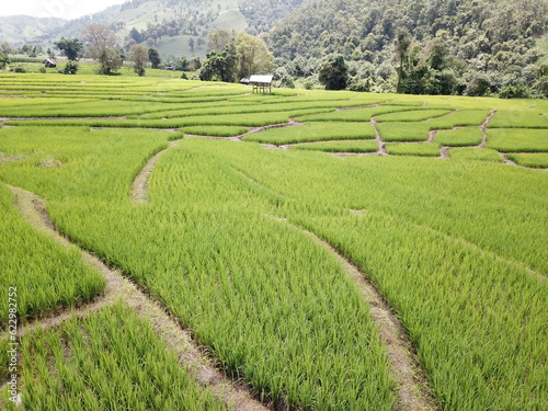 rice terraces at the north of Thailand