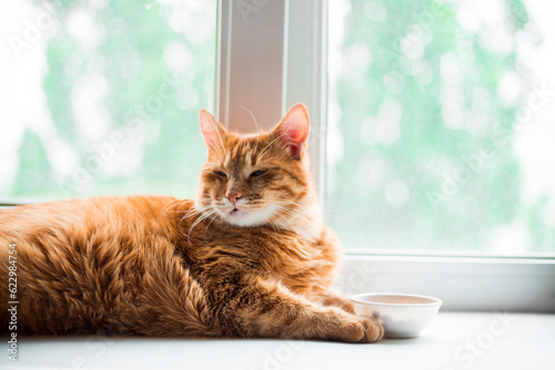 red fat ginger striped cat eating from bowl on window sill. Cute purebred kitten on kitchen with white bowl. Cute purebred red cat lies well-fed and rests.