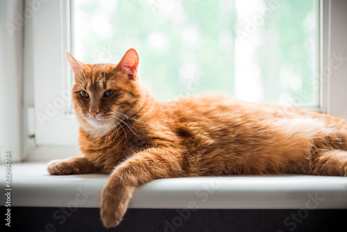 Portrait of a dozing ginger cat in close-up. A pretty orange cat is lying and resting on the windowsill. A calm Ginger cat relaxes in the morning on the windowsill of the house. A pet enjoys the sun..