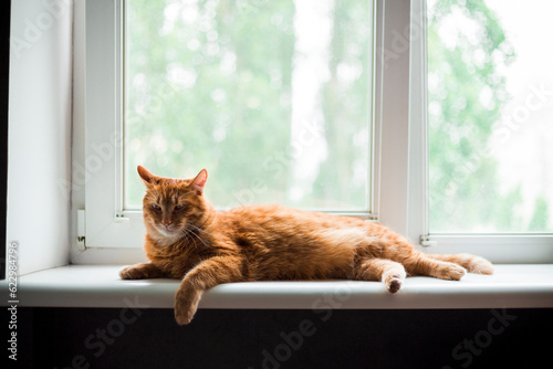 Cute ginger cat siting on window sill and waiting for something. Fluffy snowfall behind window glass..