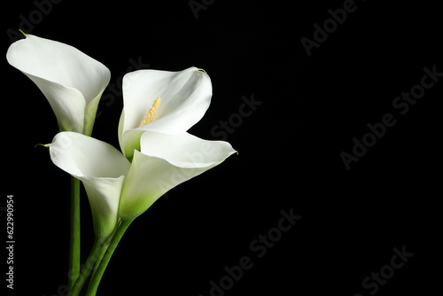 Fototapeta Naklejka Na Ścianę i Meble -  Beautiful calla lily flowers on black background. Space for text