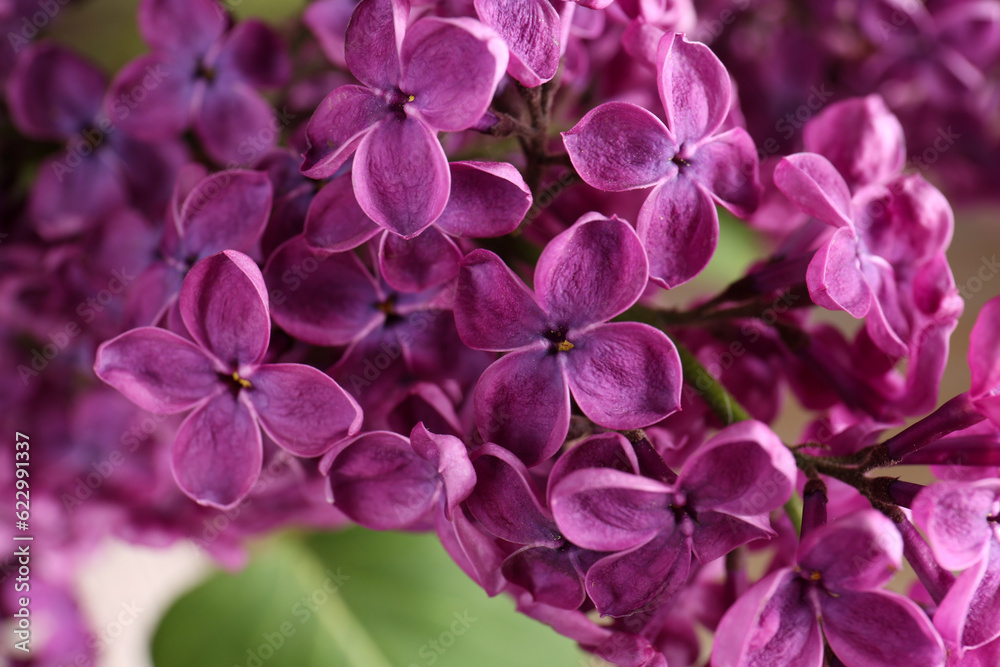 Closeup view of beautiful lilac flowers on blurred background Closeup view of beautiful lilac flowers on blurred background