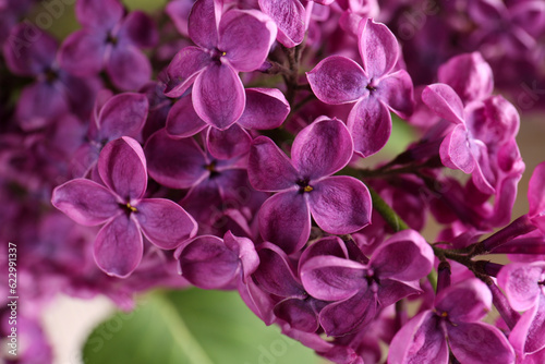 Closeup view of beautiful lilac flowers on blurred background