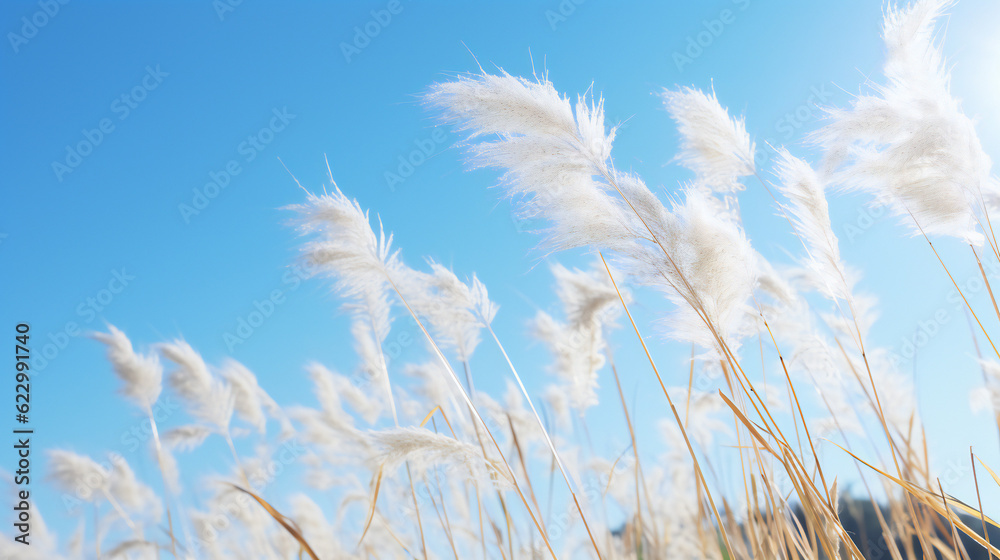 grass and sky grass and sky