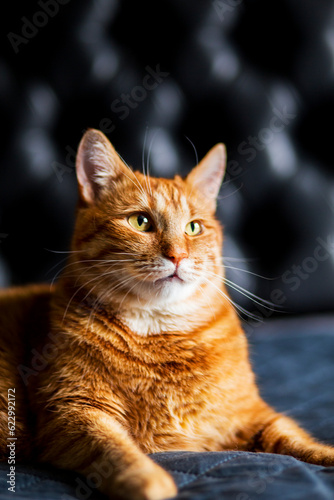 Adorable Portrait of Ginger Cat on Black Background, profile view. Red kitten laying on bed blanked well-fed and relaxing. © Тарас Белецкий