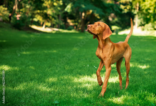 Hungarian Vizsla stands on the background of a green park. The puppies are eight months old. The dog stands with a raised paw and looks intently to the sides. The photo is blurred