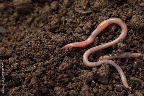 Two earthworms on wet soil. Space for text