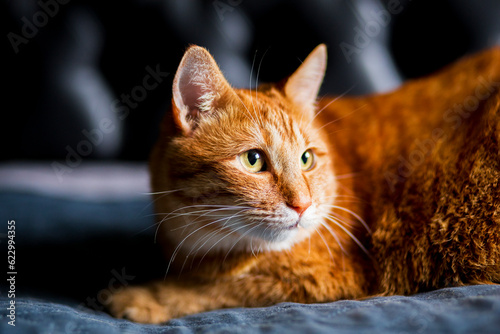 Fototapeta Naklejka Na Ścianę i Meble -  Adorable young adult red purebred tabby cat, laying down side ways paws in bedroom and relax. Looking away with yellow green eyes on a black background..