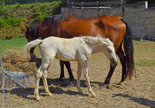 Caballos en la pradera, Girona España
