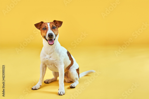 Bild auf Leinwand Portrait of cute funny dog jack russell terrier