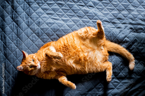 Adorable ginger kitten purebred straight lying on its back, top view, on a black background. Flat Lay fat cat well-eat and relax on bed at home.