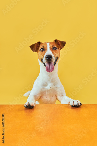 Portraite of Happy surprised dog. Top of head of Jack Russell Terrier with paws up peeking over blank golden table Smiling with tongue. Card template or Banner with copy space on yellow background. © Inna Vlasova