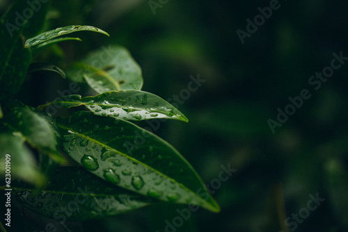leaf with water drops © Erika