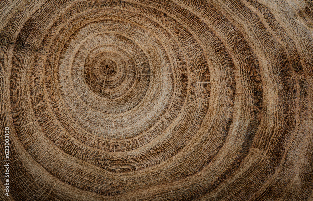 Fototapeta premium Stump of oak tree felled - section of the trunk with annual rings. Slice wood.