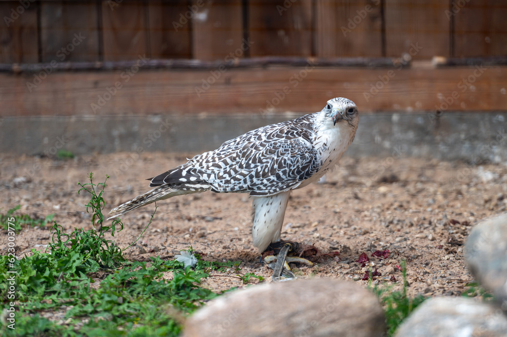 Tame hunting falcon on defocused background with copy space, closeup Tame hunting falcon on defocused background with copy space, closeup