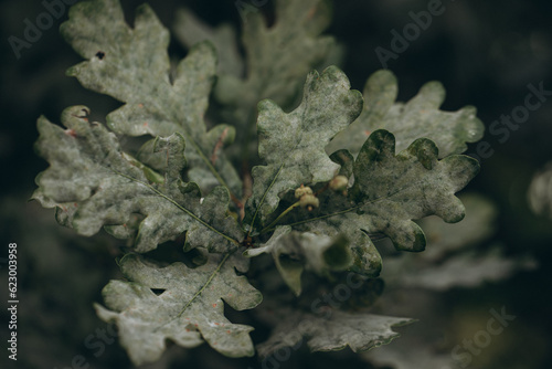 Fototapeta Naklejka Na Ścianę i Meble -  Leaf