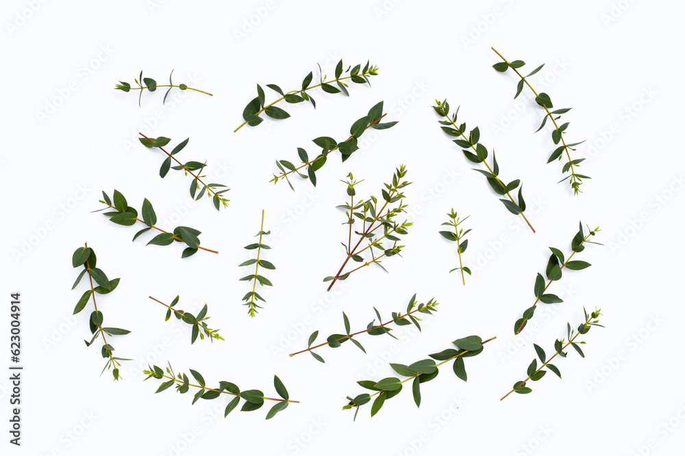 Obraz premium Green leaves of eucalyptus on white