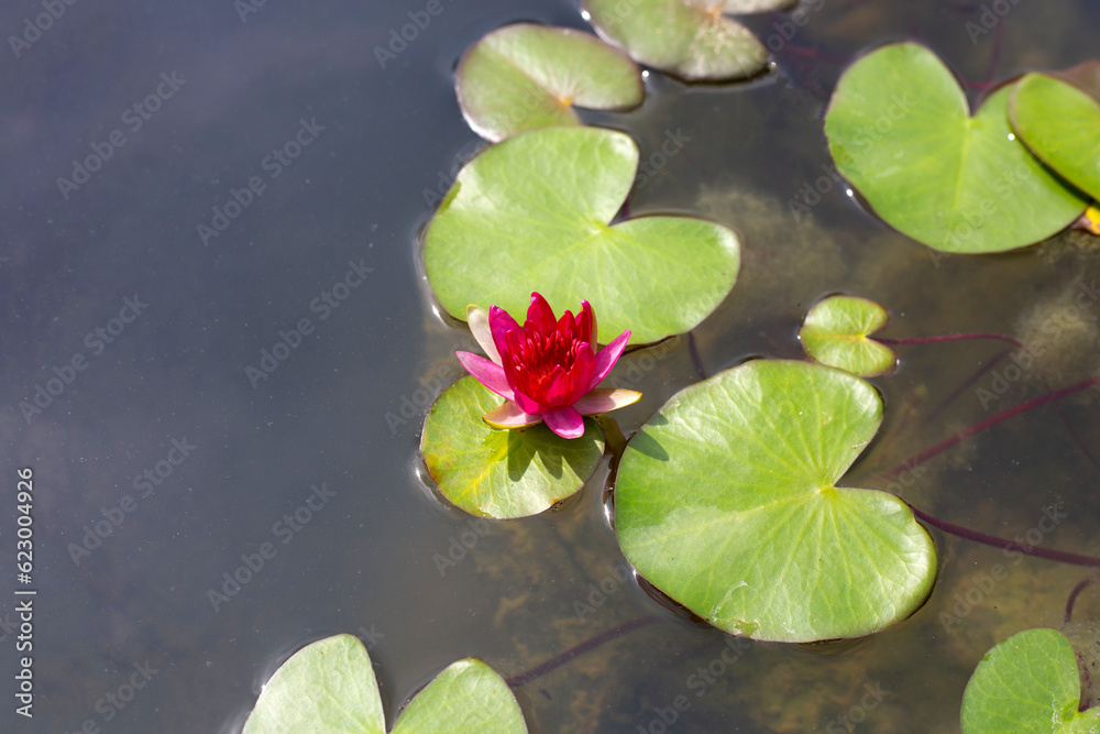 Beautiful red water lily. Lotus flower with leaves