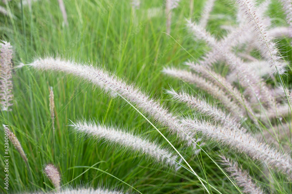 Fountain grass or pennisetum alopecuroides Fountain grass or pennisetum alopecuroides