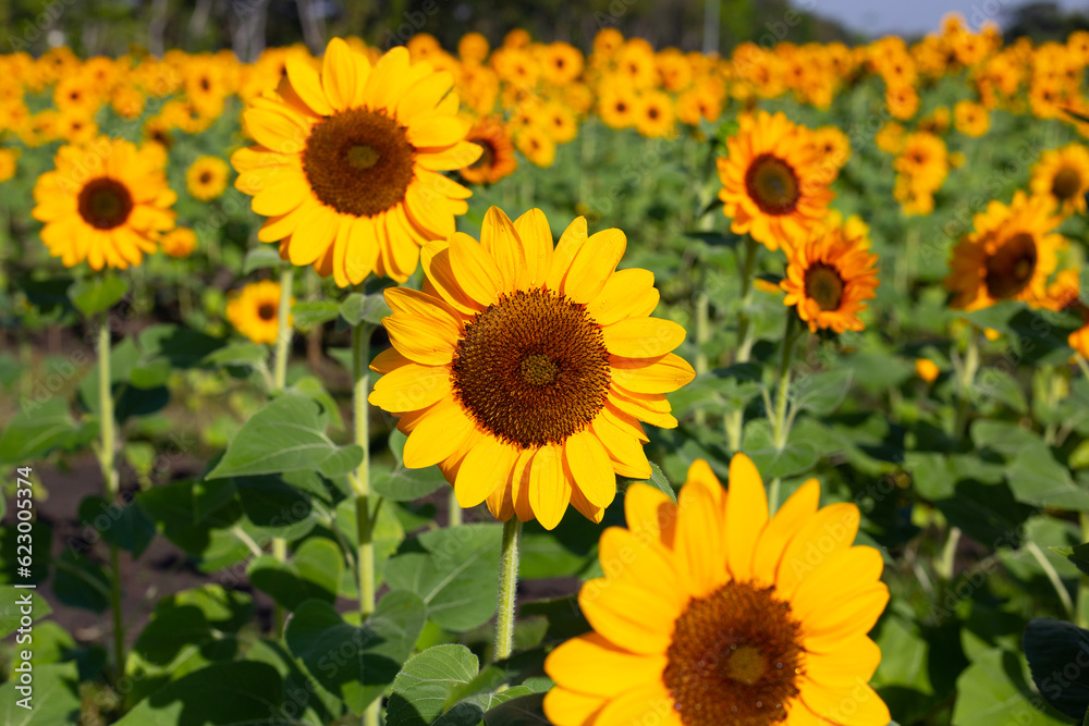 Sunflower field, Beautiful summer landscape.