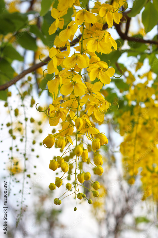 Cassia fistula flower on tree Cassia fistula flower on tree