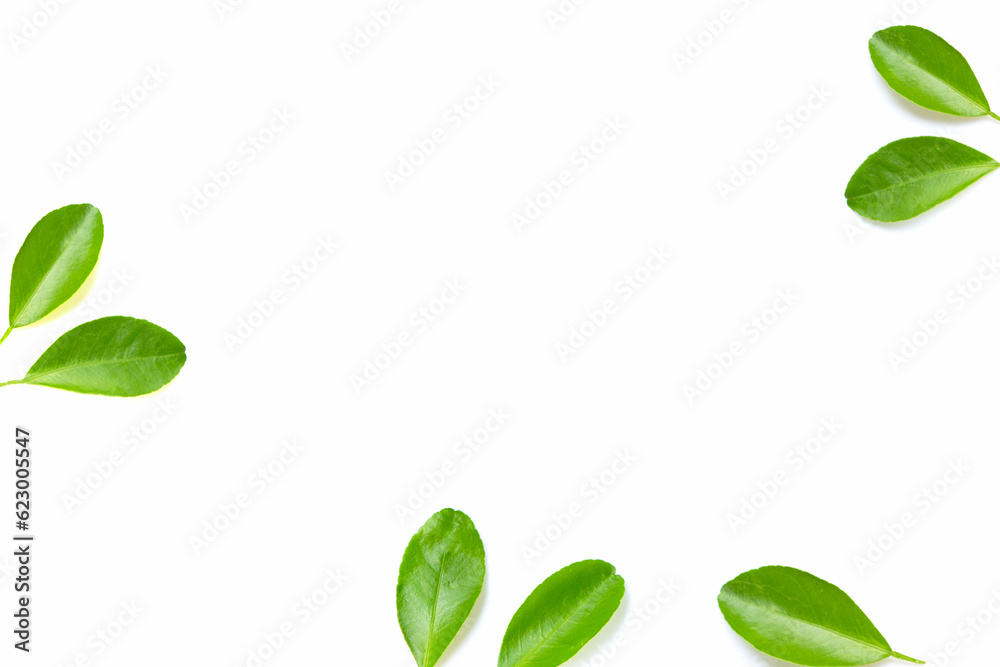 Frame made of citrus leaves on white background. Copy space